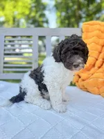 Brutus, a male Labradoodle for sale in Archbold, OH – 1 of 4