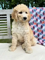 Harper, a female Labradoodle for sale in Archbold, OH – 2 of 7