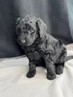 processed/29cff445-14d6-4fc6-a573-aecaa40796d2/listing/649a1439-44dc-4fe3-996a-dda02b35c5c7/d6c85029-a40e-41a1-b5d9-562da4f8fe93