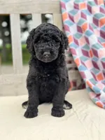 Lola, a female Labradoodle for sale in Archbold, OH – 5 of 5