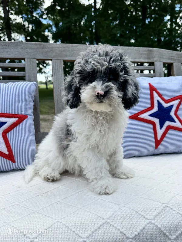 Kassie – Labradoodle puppy for sale in Archbold, OH