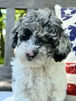 Kassie, a female Labradoodle for sale in Archbold, OH – 2 of 5