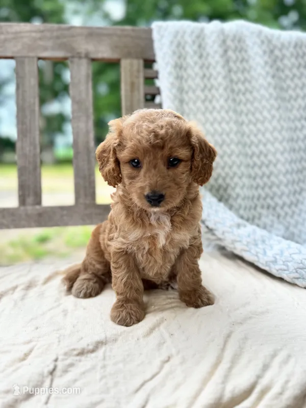 Madeline – Miniature Labradoodle puppy on hold in Archbold, OH