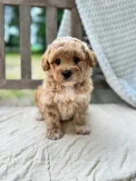 Norris, a male Miniature Labradoodle for sale in Archbold, OH – 1 of 5