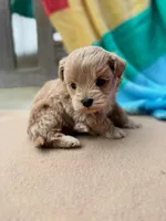 Tiger, a male Miniature Labradoodle for sale in Archbold, OH – Photo 3 of 6