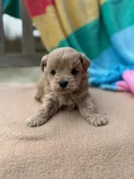 Tiger, a male Miniature Labradoodle for sale in Archbold, OH – Photo 5 of 6