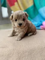 Tiger, a male Miniature Labradoodle for sale in Archbold, OH – Photo 4 of 6