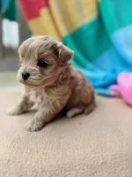 Tiger, a male Miniature Labradoodle for sale in Archbold, OH – Photo 6 of 6