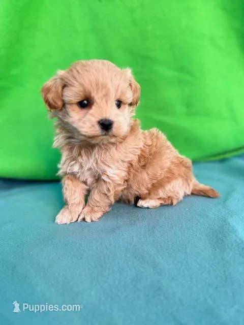 Tiger – Miniature Labradoodle puppy for sale in Archbold, OH