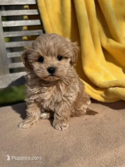 Tiger – Miniature Labradoodle puppy for sale in Archbold, OH