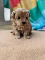 Tiger, a male Miniature Labradoodle for sale in Archbold, OH – Photo 2 of 6