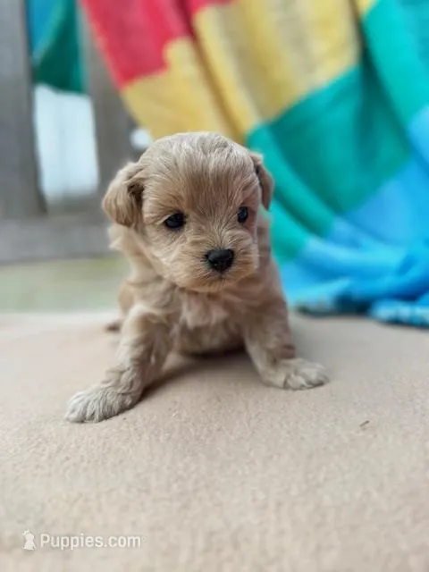 Tiger – Miniature Labradoodle puppy for sale in Archbold, OH