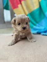 Tiger, a male Miniature Labradoodle for sale in Archbold, OH – Photo 1 of 6