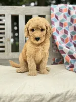 Scarlet, a female Labradoodle for sale in Archbold, OH – 2 of 4