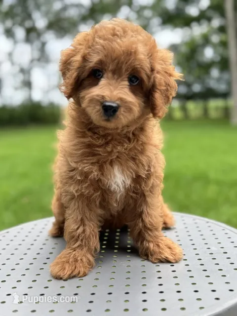 Ripley – Miniature Labradoodle puppy for sale in Archbold, OH