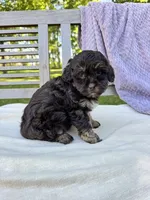 Eleanor, a female Schnoodle for sale in Archbold, OH – 5 of 6