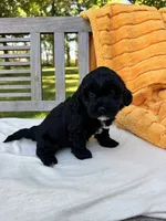 Franklin, a male Labradoodle for sale in Archbold, OH – 3 of 6