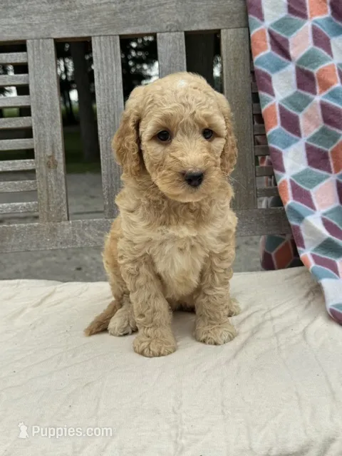 Savannah – Labradoodle puppy for sale in Archbold, OH