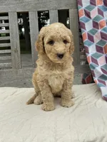 Savannah, a female Labradoodle for sale in Archbold, OH – 1 of 4