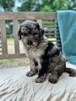 Mazie, a female Labradoodle for sale in Archbold, OH – 4 of 4