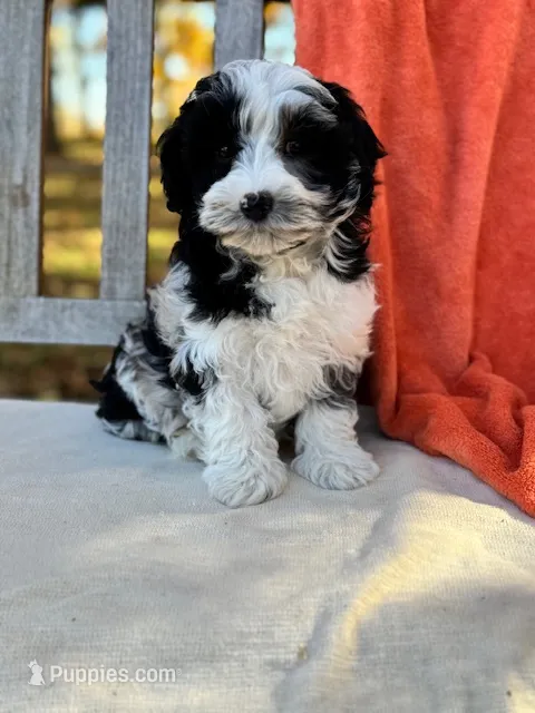 Sheldon – Labradoodle puppy for sale in Archbold, OH
