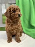 Isabel, a female Miniature Labradoodle for sale in Archbold, OH – 4 of 5