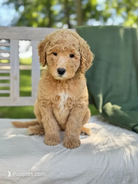 Claire – Labradoodle puppy for sale in Archbold, OH
