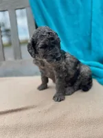 Butch, a male Labradoodle for sale in Archbold, OH – Photo 3 of 5