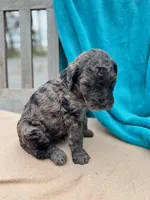 Butch, a male Labradoodle for sale in Archbold, OH – Photo 5 of 5
