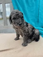 Butch, a male Labradoodle for sale in Archbold, OH – Photo 4 of 5