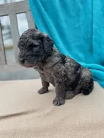 Butch, a male Labradoodle for sale in Archbold, OH – Photo 2 of 5