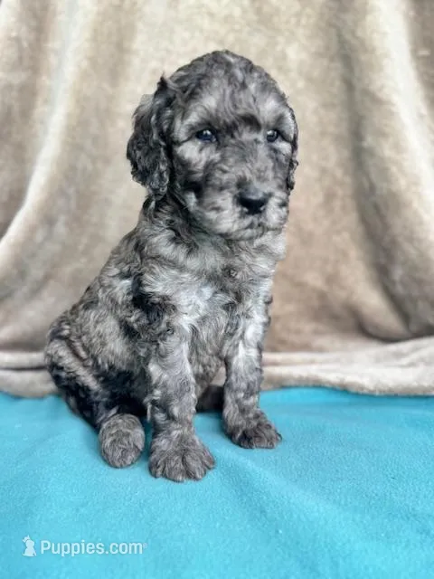 Butch – Labradoodle puppy for sale in Archbold, OH