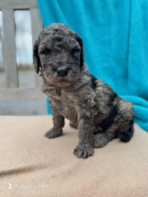 Butch – Labradoodle puppy for sale in Archbold, OH