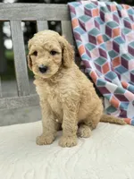 Monty, a male Labradoodle for sale in Archbold, OH – 4 of 4