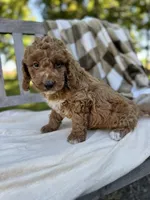 Zeke, a male Labradoodle for sale in Archbold, OH – 3 of 4