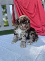 Vincent, a male Poodle - Miniature  for sale in Archbold, OH – 4 of 5