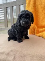 Onyx, a male Labradoodle for sale in Archbold, OH – Photo 3 of 5