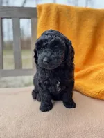 Onyx, a male Labradoodle for sale in Archbold, OH – Photo 4 of 5