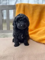 Onyx, a male Labradoodle for sale in Archbold, OH – Photo 5 of 5