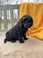 Onyx, a male Labradoodle for sale in Archbold, OH – Photo 2 of 5