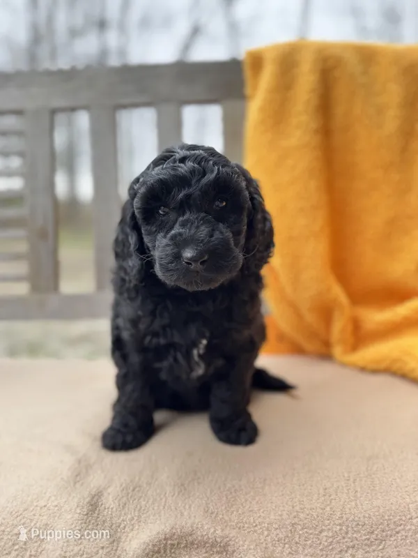 Onyx – Labradoodle puppy for sale in Archbold, OH