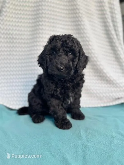 Onyx – Labradoodle puppy for sale in Archbold, OH