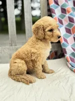 Zoe, a female Labradoodle for sale in Archbold, OH – 5 of 5