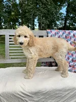 Harper, a female Labradoodle for sale in Archbold, OH – 6 of 7
