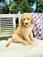 Savannah, a female Labradoodle for sale in Archbold, OH – 6 of 6
