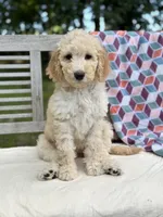 Magnolia, a female Labradoodle for sale in Archbold, OH – 5 of 5
