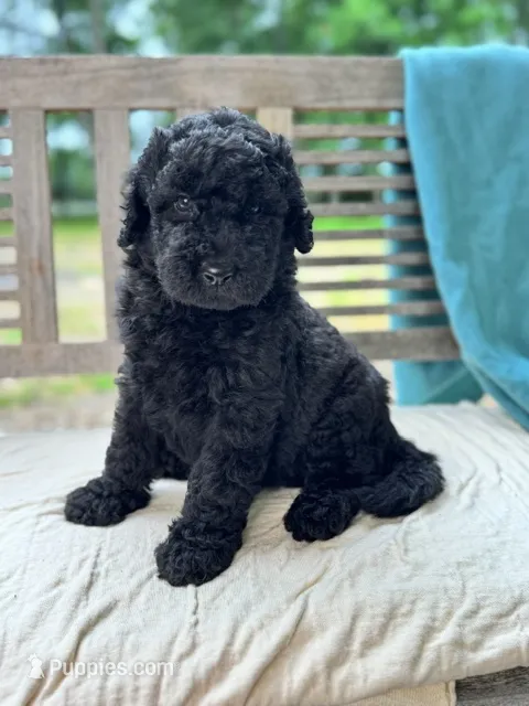 Cole – Labradoodle puppy for sale in Archbold, OH