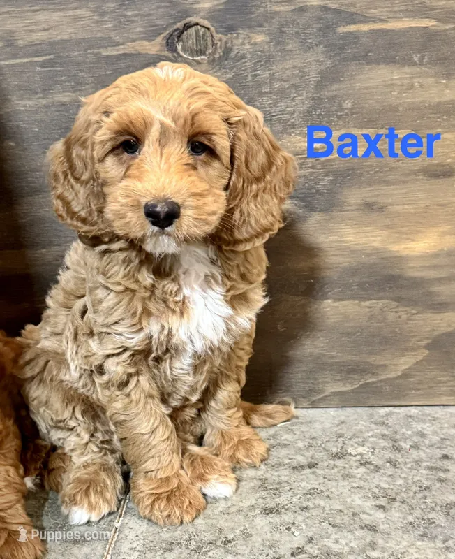 Baxter  – Labradoodle puppy for sale in Archbold, OH