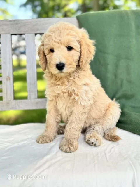Pearl – Labradoodle puppy for sale in Archbold, OH