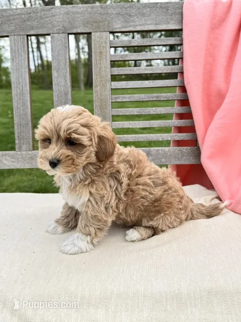Violet – Miniature Labradoodle puppy for sale in Archbold, OH
